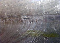 Alloy 625 Electroslag Weld Overlayed Reactor Vessel